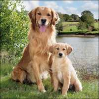 Art.No.13312895- Салфетки Golden Retriever от 
