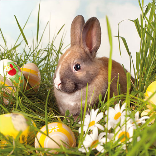 Салфетки Brown Rabbit