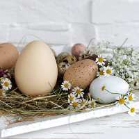 Art.No.23314290- Салфетки Pastel Eggs  от 
