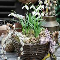 Art.No.13314105- Салфетки Snowdrops In Basket  от 