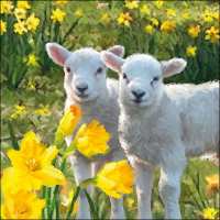Art.No.13310120- Салфетки Sweet Lambs   от 