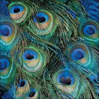 Art.No.13315025- Салфетки Peacock feathers от 