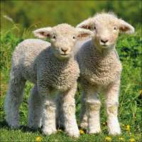 Art.No.13315155- Салфетки Two Lambs от 