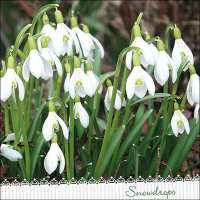 Art.No.13316205- Салфетки Galanthus от 