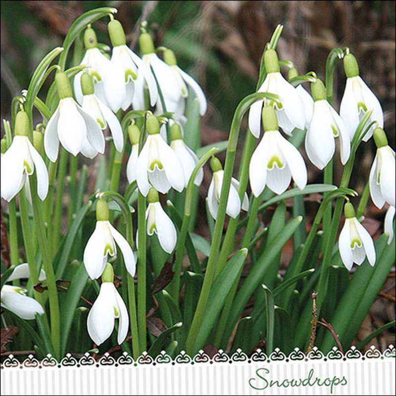 Салфетки Galanthus