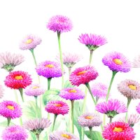 Art.No.13317020- Салфетки Painted bellis от 