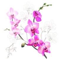 Art.No.13317305- Салфетки Orchid от 