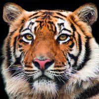 Art.No.13317640- Салфетки Bengal tiger от 