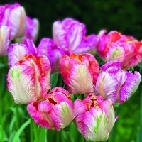 Art.No.13317755- Салфетки Parrot tulips от 