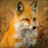 Art.No.13317715- Салфетки Fox 33х33см от 