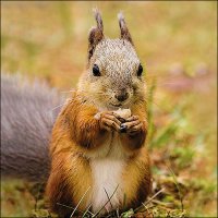 Art.No.13317725- Салфетки Squirrel от 
