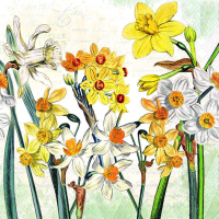 Art.No.13319570- Салфетки Narcissus от 